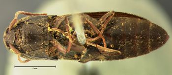Media type: image;   Entomology 2362 Aspect: habitus ventral view